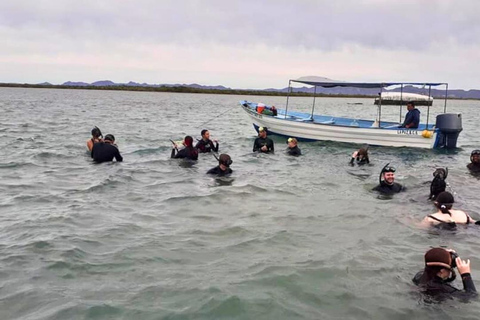 La Paz: Mangrove Adventure, Snorkeling and Shellfish Tasting
