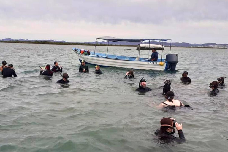 La Paz: Mangrove Adventure, Snorkeling and Shellfish Tasting