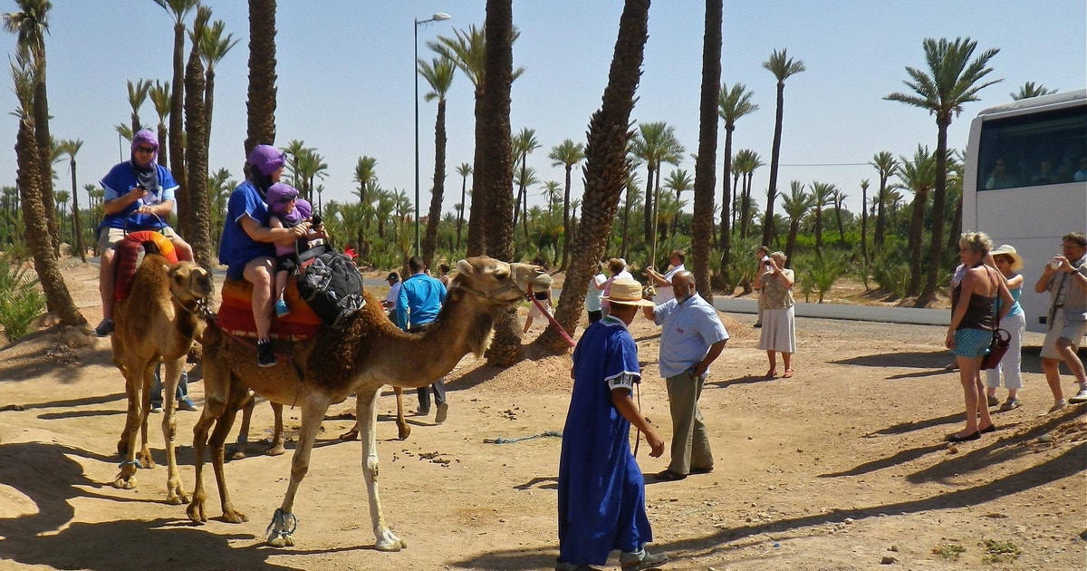 Palmeraie Delight: Camel Ride Adventure with sunset | GetYourGuide