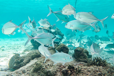 From Ao Nang: Similan Islands Boat Trip with Transfer & Food