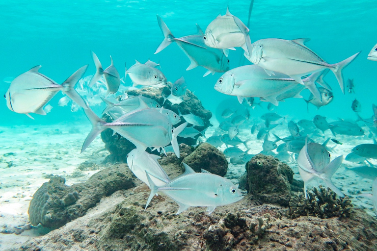 From Ao Nang: Similan Islands Boat Trip with Transfer & Food