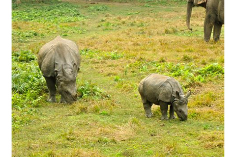 Nairobi: Morgon safari i Nairobi nationalpark