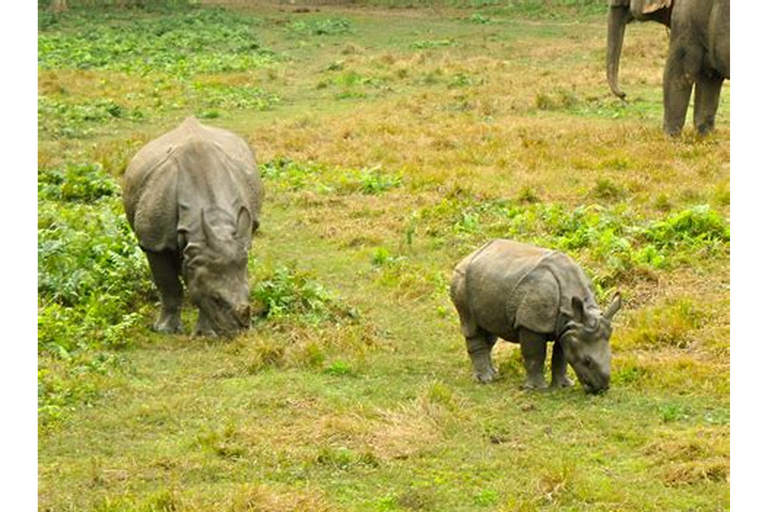 Nairobi: Morgon safari i Nairobi nationalpark