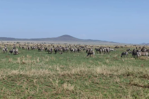 Arusha: 5-tägige Tansania Safari mit Masai Boma Besuch