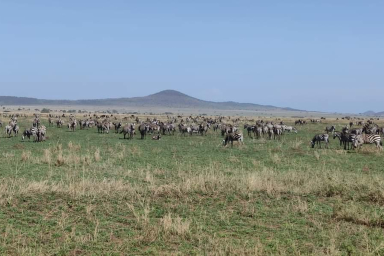 Arusha: 5-tägige Tansania Safari mit Masai Boma Besuch