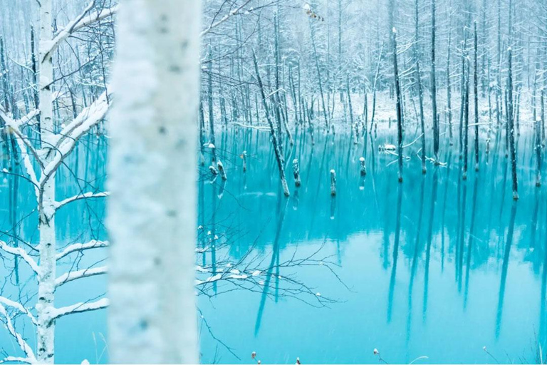 Sapporo:Asahiyama Zoo,Shirahige Waterfall&Blue Pond Day Trip 8:00 am meet at Odori Park subway station exit 31