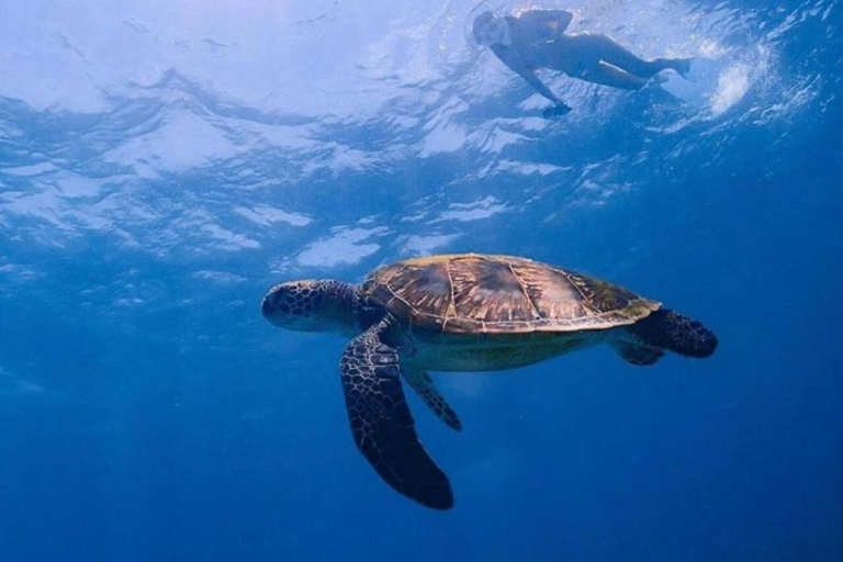 Oseana: Privé snorkeltrip Verken de prachtige Gili-oceaanOntdek de onderwaterschoonheid: snorkelavontuur op Gili