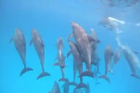 Zanzibar: Dolphins tour, Baraka Aquarium and Spice farm