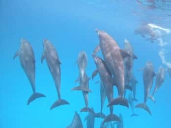 ZANZIBAR: Tour dei delfini, acquario Baraka e fattoria delle spezie
