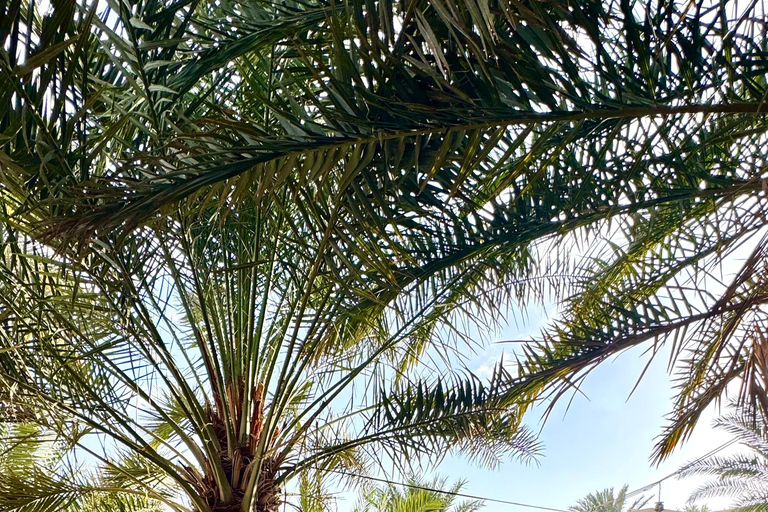 Nizwa, Al Hamra & Misfat Al Abriyeen: Guided tour in German.