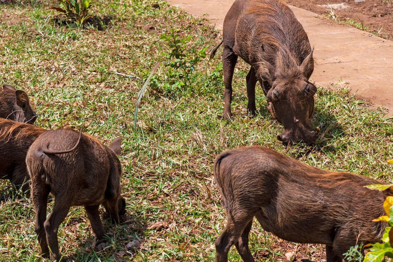 Mombasa/Diani: Taita Hills 2-Day Safari with Meals & Pickup