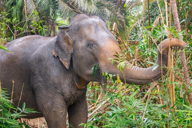 Phuket : visite interactive sanctuaire d'éléphants éthiqueBillet et transfert partagé depuis certains hôtels de Phuket
