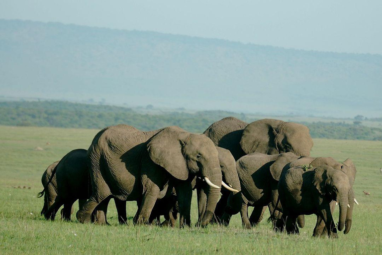 From Nairobi: 4-Day Masai Mara and Lake Nakuru Trip