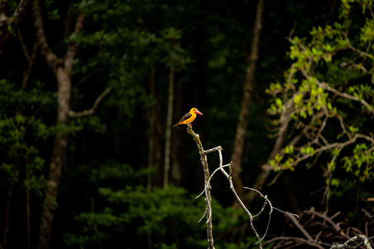 Langkawi:6 Hours Mangrove Night Safari with Pick Up & Dinner