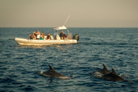 Mauritius: Whale and Dolphin Watching Speedboat Tour