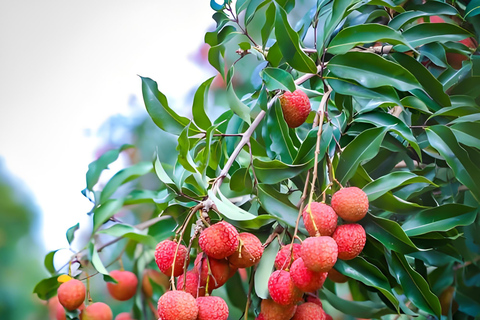 Guangzhou Conghua: One-Day Chartered Guide in Xitou Village