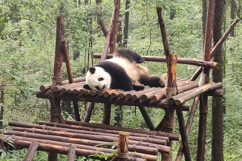 Excursion d&#039;une journée à la base de pandas de Chengdu et au bouddha géant de LeshanVisite privée de la base de pandas de Chengdu et du Bouddha de Leshan