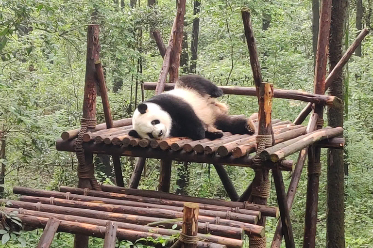 Excursion d&#039;une journée à la base de pandas de Chengdu et au bouddha géant de LeshanVisite privée de la base de pandas de Chengdu et du Bouddha de Leshan