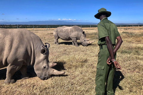 3-Day Ol Pejeta Safari with Chimpanzee Sanctuary