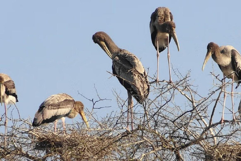 Uma excursão de um dia ao Santuário de Pássaros de Bharatpur saindo de Agra.