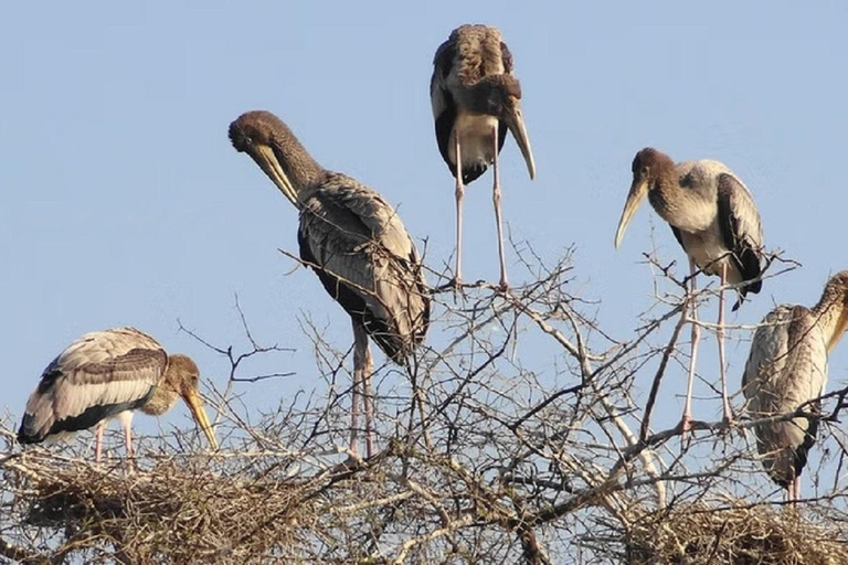 Uma excursão de um dia ao Santuário de Pássaros de Bharatpur saindo de Agra.