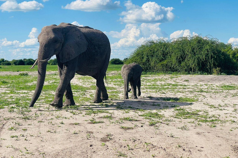 5-Day Chobe and Savuti Camping Safari