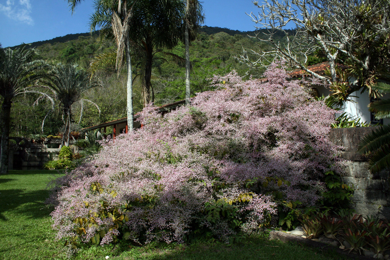 Rio de Janeiro: Sitio Roberto Burle Marx Guidad tur