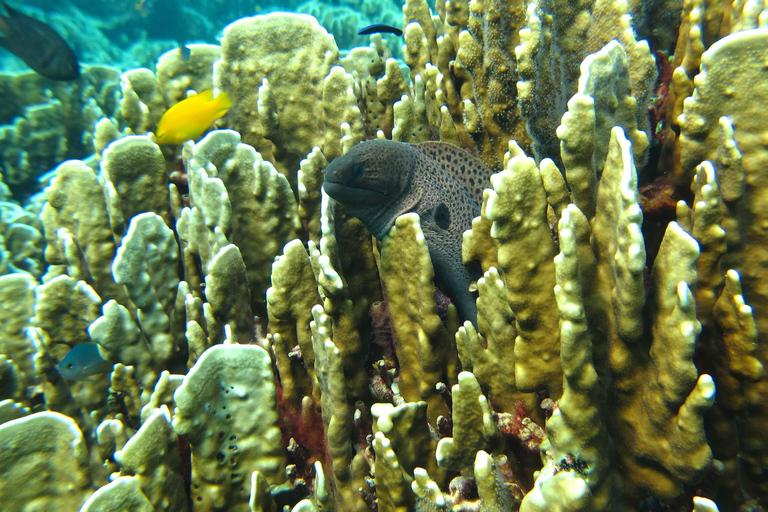 Phuket: Excursión a las Islas Similan en Catamarán Premium Speed