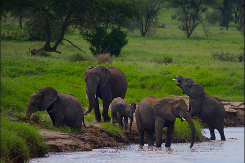 From Dar es Salaam: 1 Day Mikumi Open Jeep Safari by Train