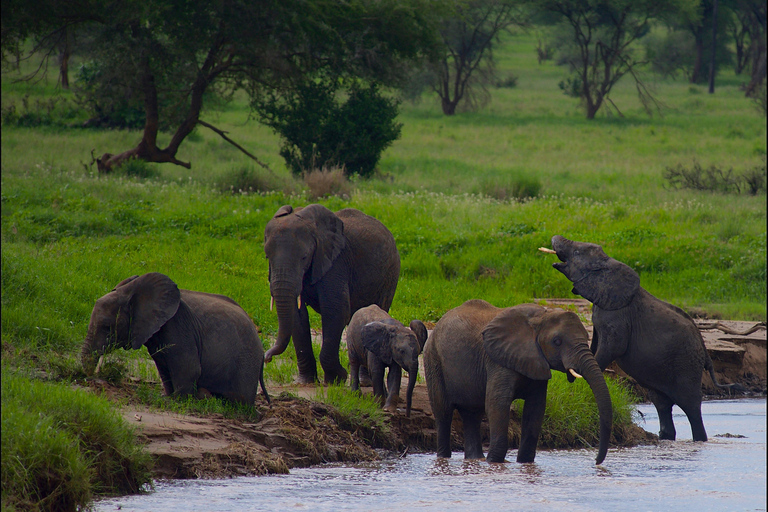 From Dar es Salaam: 1 Day Mikumi Open Jeep Safari by Train