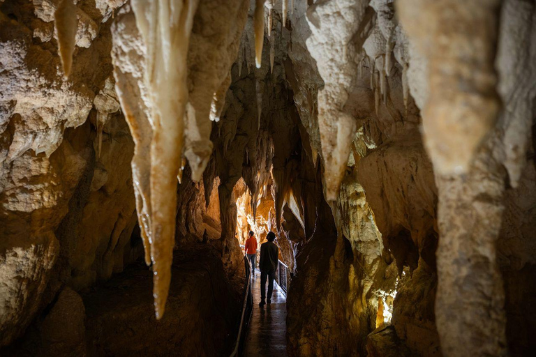 Waitomo Caves: Ruakuri Glowworm Cave Guided Walking Tour