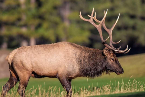 Banff: Lake Louise and Moraine Lake Tour with Pickup & Drop