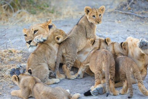 Excursión de un día a Chobe