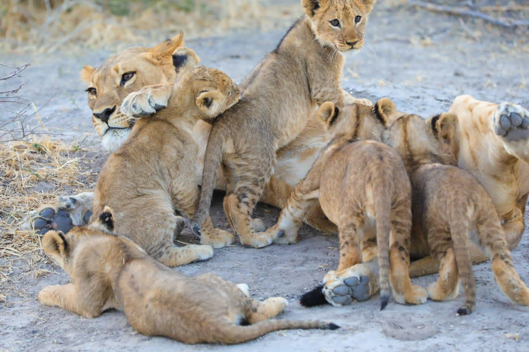 Excursión de un día a Chobe