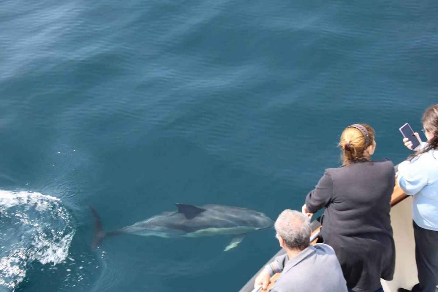 Dingle: Wildlife Boat Tour with Guide (4 Hours)
