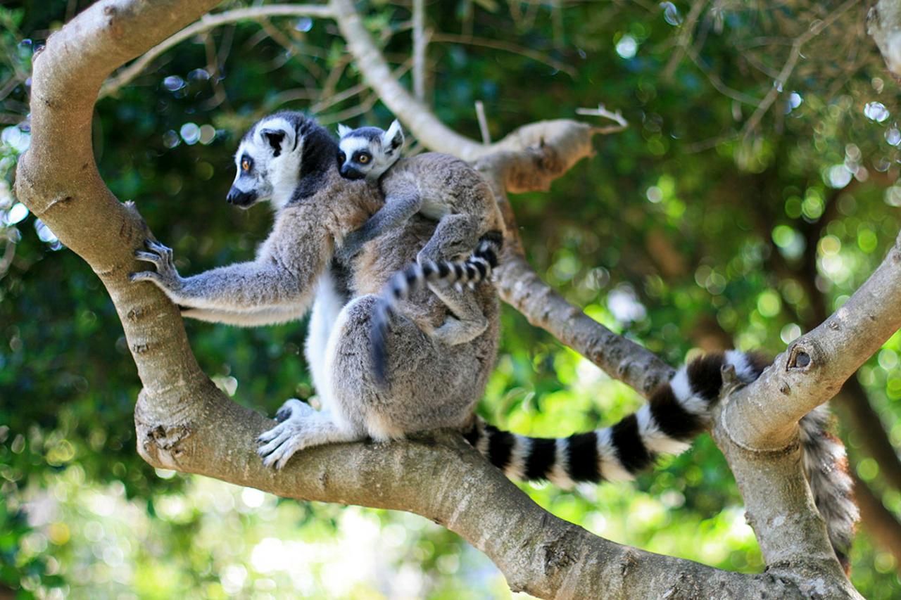 Tierpark Lloc de Menorca: Wildtier- & Naturerlebnis