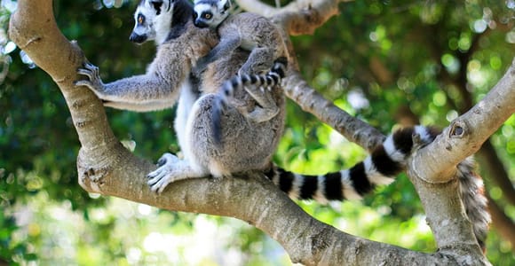 A ring-tailed lemur sitting on a tree branch with a baby on its back, green foliage behind