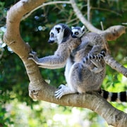 Tierpark Lloc de Menorca: Wildtier- & Naturerlebnis