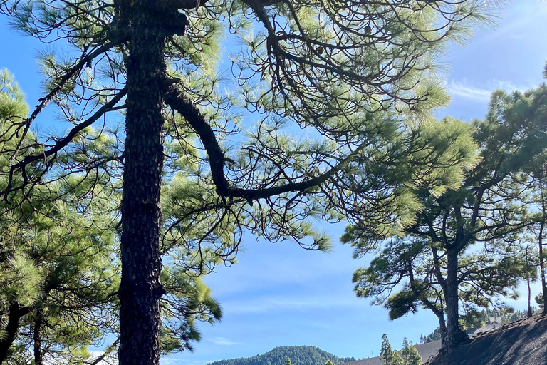 Tajogaite Volcano: the official route with a certified local guide