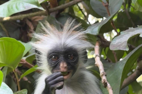 Zanzibar: Mnemba Island, Jozani forest & The Rock restaurant Private tour no Hotel pick up and drop-off included