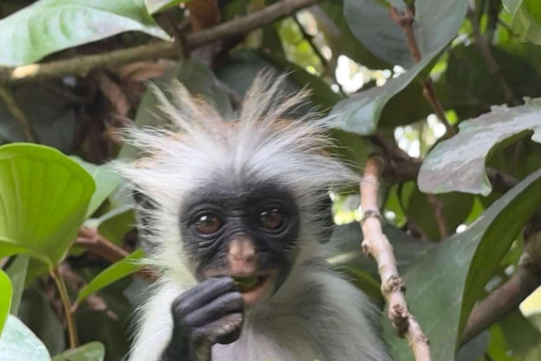 Zanzibar: Mnemba Island, Jozani forest & The Rock restaurant Private tour no Hotel pick up and drop-off included