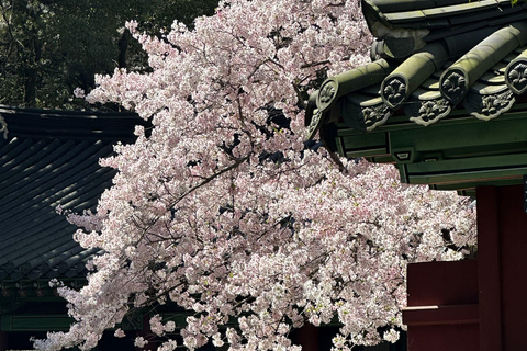 Ost-Jeju-Kirschblüte, Mandarinenpflücken Kleingruppentour