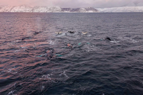 Alta: Altafjord Whale Watching in a Heated Boat