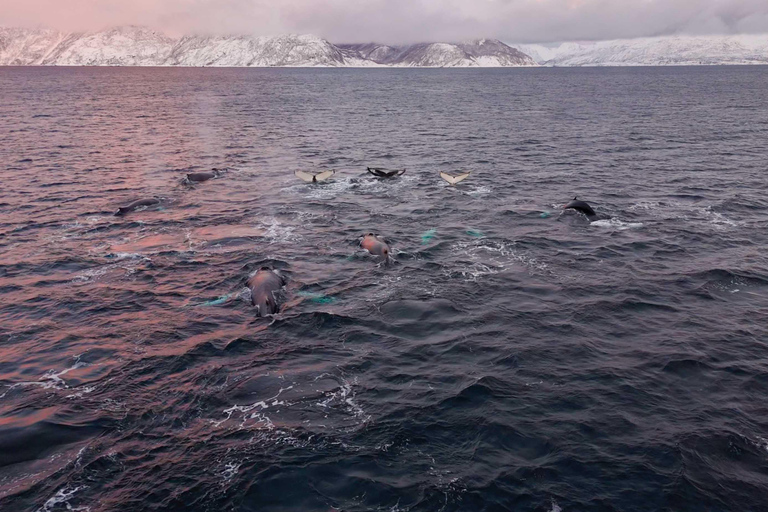 Alta: Altafjord Whale Watching in a Heated Boat