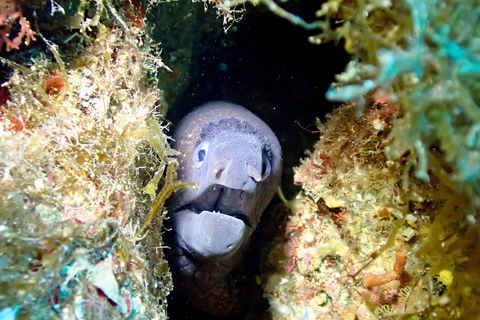 Portofino : plongée sous-marine au départ de Gênes