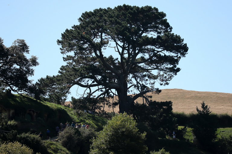 Depuis Auckland ou Rotorua : Hobbiton et Waitomo avec déjeuner