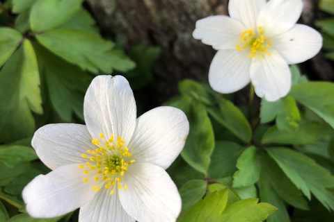 Stockholm: Dog Walk in Nature Reserve with Swedish Fika
