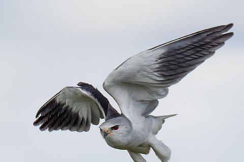 3-Days Unforgettable Luxury Safari to Tanzania