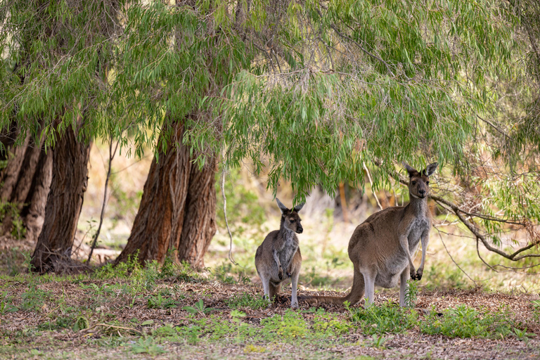 Perth : visite du désert des Pinacles, homard et thé du matinPerth : visite du désert des Pinnacles, homard et thé matinal
