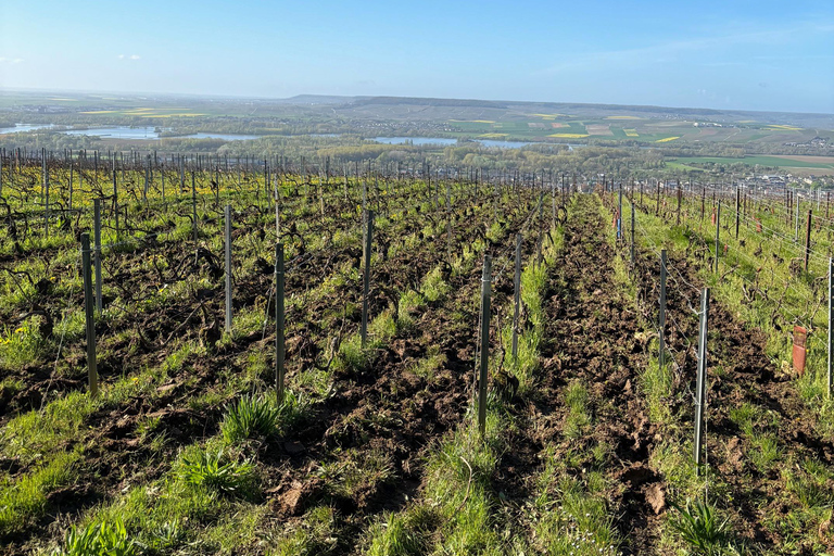 Epernay: Jeep tour of the vineyards with tasting and visits